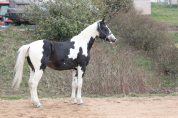 Saillie Etalon parents SF HOMOZYGOTE 