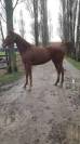 Gentille jument 4 ans