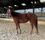 Gentille jument 4 ans