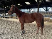 Gentille jument 4 ans