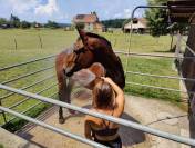 Place pour cheval dans petit coin de paradis, Arconciel