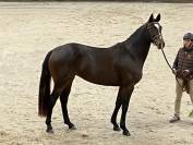 Belle jument pour sport CCE/CSO ou &eacute;levage