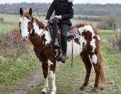 Stallion Paint For sale 2021 Overo