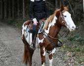 Stallion Paint For sale 2021 Overo