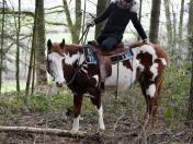 Stallion Paint For sale 2021 Overo