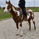 Stallion Paint For sale 2021 Overo