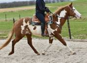 Stallion Paint For sale 2021 Overo