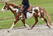 Stallion Paint For sale 2021 Overo