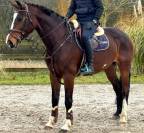 JUMENT D AMATEUR PAR EXCELLENCE