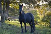 Jument PP arabo frison 