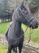 Jument PP arabo frison 