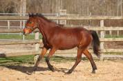 Belle ponette New forest 2 ans taille D
