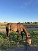 Jeune cheval &agrave; vendre