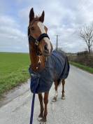 Jument pleins papiers 5 ans (2021) 