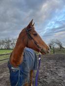 Jument pleins papiers 5 ans (2021) 