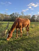 Jument pleins papiers 5 ans (2021) 