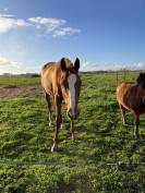 Jument pleins papiers 5 ans (2021) 