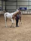 Magnifique Poulain hongre pie hongre Paint Horse/KWPN 