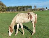 Magnifique Poulain hongre pie hongre Paint Horse/KWPN 