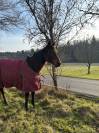 Jument 11 ans 