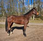 ? Koctel Nivernais ? 