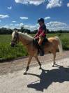Gelding Welsh Pony (Section C) For sale 2008 Palomino