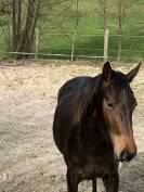 &Agrave; vendre entier de 2 ans 