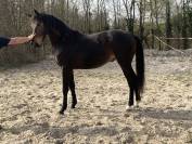 &Agrave; vendre entier de 2 ans 