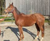 Mare Thoroughbred For sale 2023 Chesnut