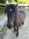 Vente ponette B de 12ans