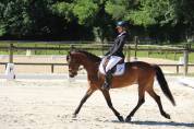 Gelding Connemara For sale 2012 Dark Bay