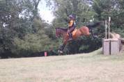 Gelding Connemara For sale 2012 Dark Bay