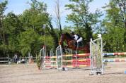 Gelding Connemara For sale 2012 Dark Bay