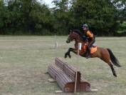 Gelding Connemara For sale 2012 Dark Bay