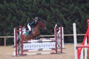 Gelding Connemara For sale 2012 Dark Bay