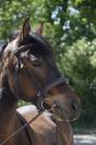 Gelding Connemara For sale 2012 Dark Bay