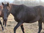 Lot de deux jeunes chevaux non d&eacute;bourr&eacute;s