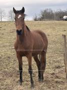 Lot de deux jeunes chevaux non d&eacute;bourr&eacute;s
