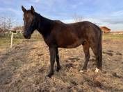 Lot de deux jeunes chevaux non d&eacute;bourr&eacute;s