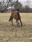 Lot de deux jeunes chevaux non d&eacute;bourr&eacute;s