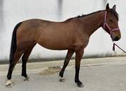 Superbe Jument SF pour CSO, 7 ans  par CHACCO ROUGE !