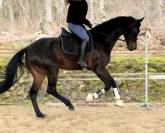 Jument de dressage 6ans
