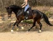 Jument de dressage 6ans