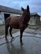 Poulini&egrave;re TF