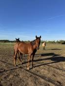 Poulini&egrave;re TF