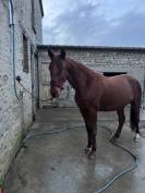 Poulini&egrave;re TF