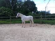 Selle fran&ccedil;ais 1m80 - ma&icirc;tre d'&eacute;cole 