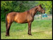 Jolie Jument SF n&eacute;e en 2020