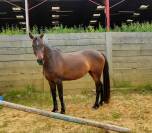 Jolie Jument SF n&eacute;e en 2020