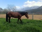 A vendre &eacute;talon approuv&eacute; PFS 5 ans